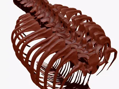 Dinosaur TRex Spine Rib Set Skeletons 3D model