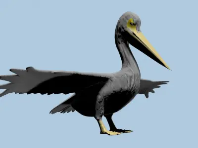 Pelican 3D model Low-poly 3D model