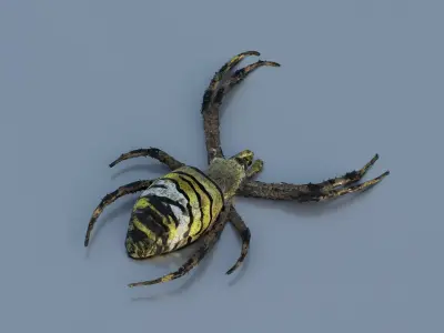 Orb-weaver spider Low-poly 3D model