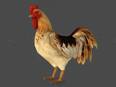 Rooster Animated Low-poly 3D model