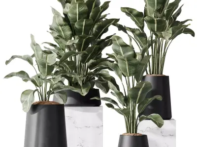 Premium Plant Set High Quality 3D Model Collection 3D model