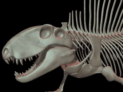 Dimetrodon Skeleton 3D model