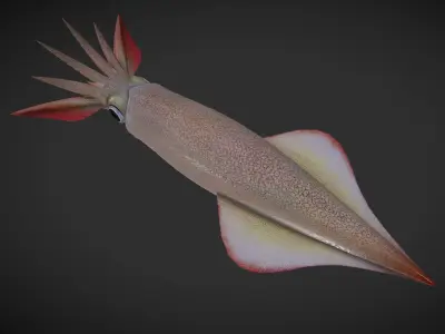 Cuttle squid with long tentacles Low-poly 3D model