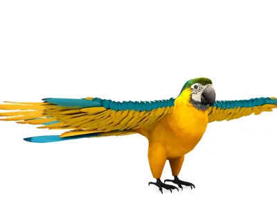 Pack of 7 Birds Rigged 3D Model Free low-poly 3D model