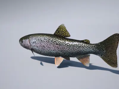 trout 3ds max vray 3D model