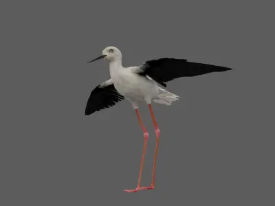 Realistic Stilt bird with feather 3D model