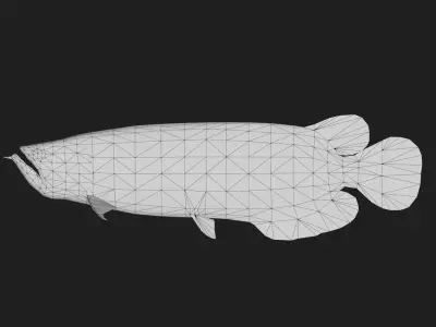Arowana Low-poly 3D model