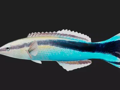 Wrasse Low-poly 3D model