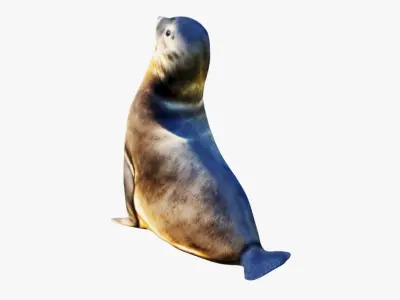 Sea Lion Free 3D model