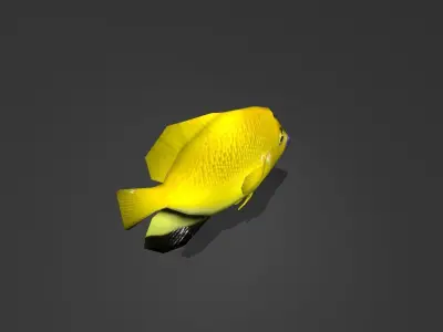 Three-spot Angelfish Low-poly 3D model