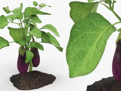 Eggplant Plant with Root Soil Purple 3D model