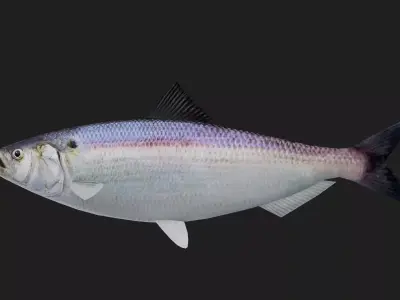 Herring Low-poly 3D model