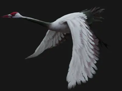 Crane Bird A3 3D model