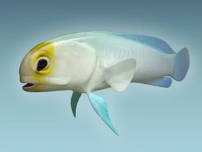 Yellow Head Fish 3D model
