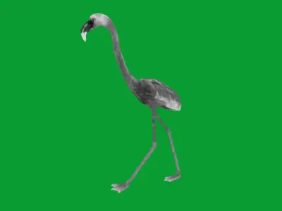 American Flamingo Bird Low-poly 3D model