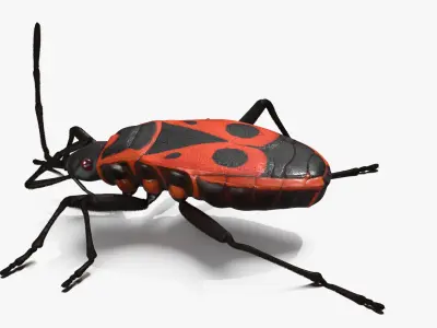 Pyrrhocoris Apterus Crawling Insect Red Black Fur 3D model