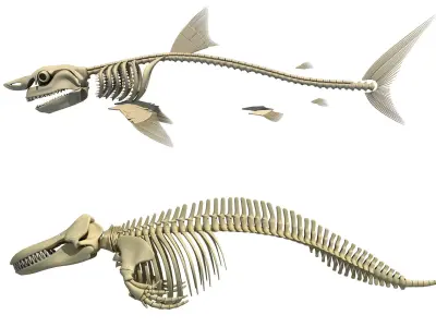 3D Sharks Skeletons 3D model