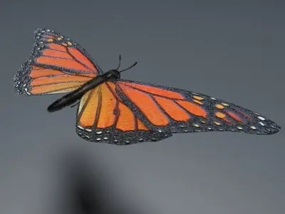Orange Butterfly 3D model