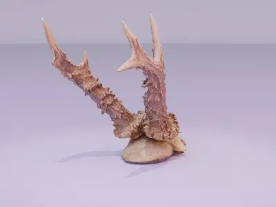 Deer skull with horns high-poly 3D model