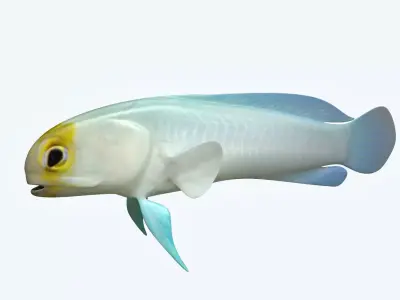 Yellow Head Fish 3D model
