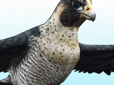 Falcon Bird Low-poly 3D model