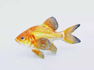 Goldfish Free 3D model