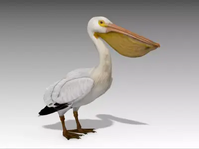 Pelican with beak Low-poly 3D model