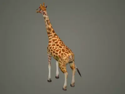 giraffe illustration wildlife anatomy mammal nature  zoo animals 3D model