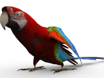 Parrot Animated Low-poly 3D model