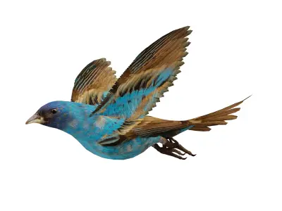 Indigo Bunting Blue Bird Low-poly 3D model