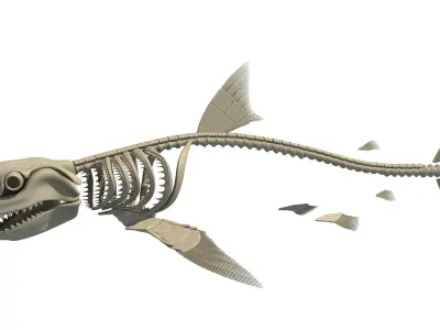3D Sharks Skeletons 3D model