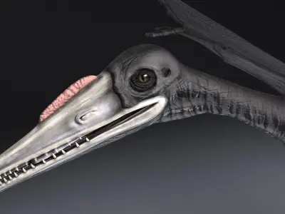 Pterodactylus dinosaur flying in air 3D model