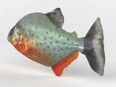 Piranha model thresher fish 3D model