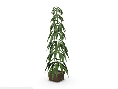 Plant Large SHC Quick Office LM Low-poly 3D model