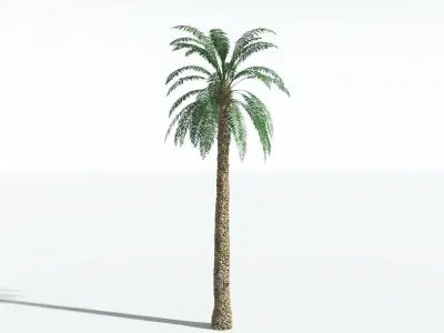 EVERYPlant Date Palm 3 --16 Models-- 3D model
