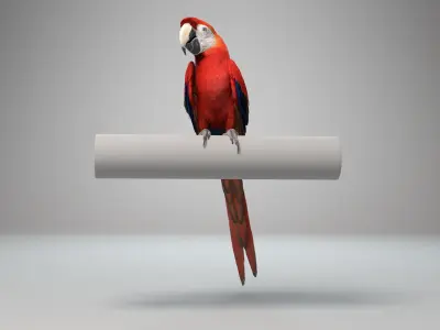 Ara Macao Animation - VFX Grace 3D model