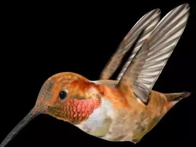 VPArt Rufous Hummingbird Free 3D model