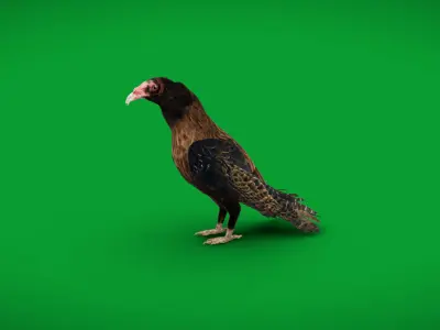 Turkey Black Vulture Low-poly 3D model