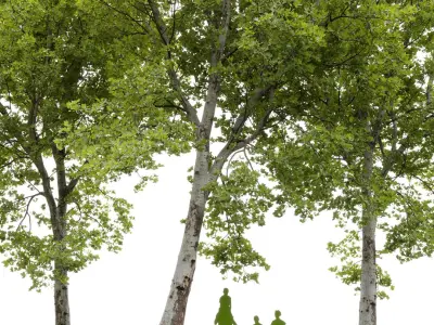 Plane-tree Sycamore Platanus V16 3D model