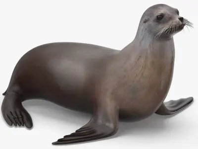 Sea Lion 3D model order
