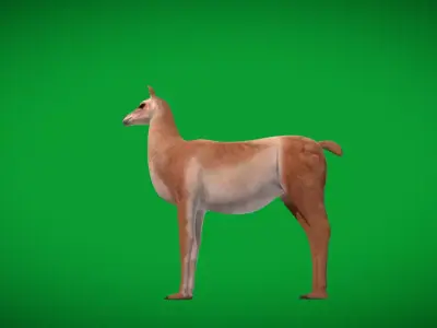 Guanaco Free 3D model