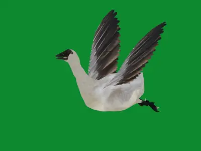Domestic Goose Bird Low-poly 3D model