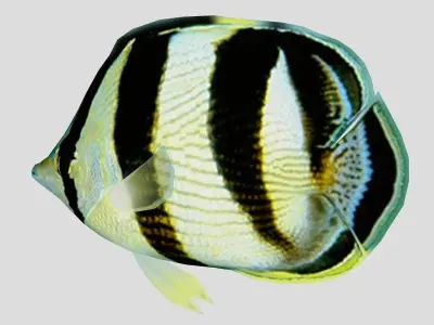 Banded Butterfly Fish Low-poly 3D model