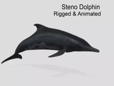 Steno Dolphin Animated Low poly Low-poly 3D model