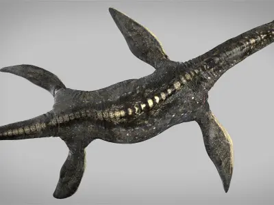 Plesiosaurus 3D Rigged model Low-poly 3D model