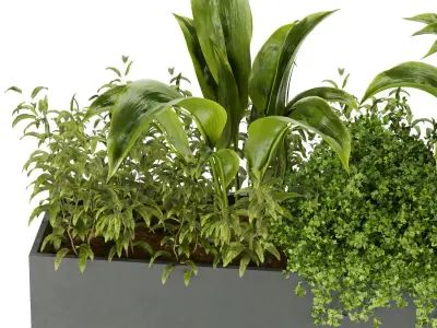 Collection plant vol 241 Free 3D model