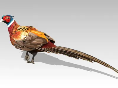 Pheasant Low-poly 3D model