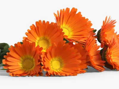 Calendula Flower Bouquet with Leaves Orange Fur 3D model
