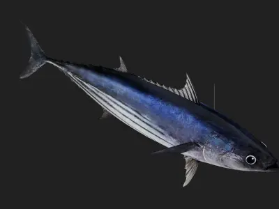 Bonito Low-poly 3D model