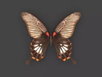 BFLY-005 Butterfly 3D model